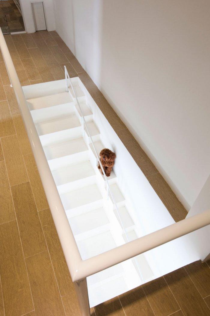 Home Design - Creative Dog Staircase For Pets in a House in Vietnam