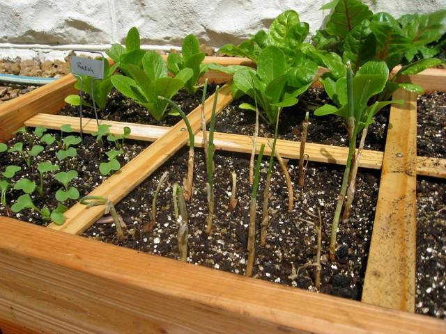 How to Design an Edible Garden Plants 1