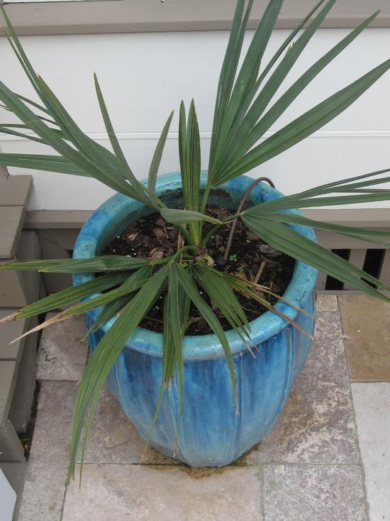 Blue garden flower pot - How to Place a Garden Swimming Pool in a Small Yard