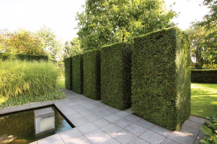 Decorative Hedge Fence Ideas, Tips and Examples