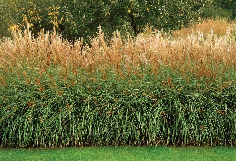 Hedge fence made of ornamental grasses Decorative Ideas, Tips and Examples