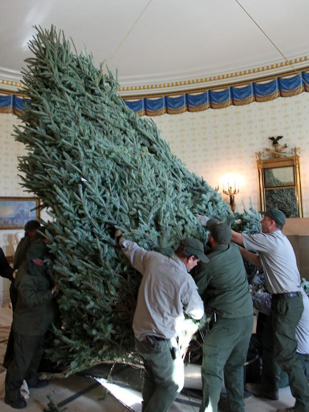 Workers try to lift the giant Christmas tree - Holiday Ideas from America's First Home