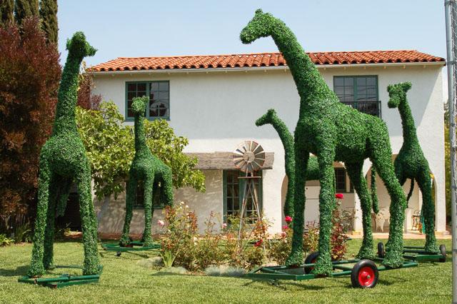 Garden art sculpture - giraffes placed on the front lawn
