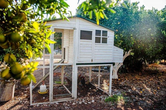 Hen house in white placed in the garden