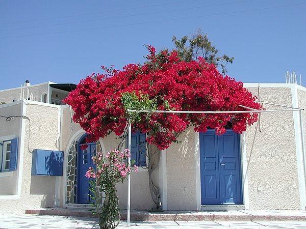 Beautiful Mediterranean tree growing in front of a white house and its entrance door