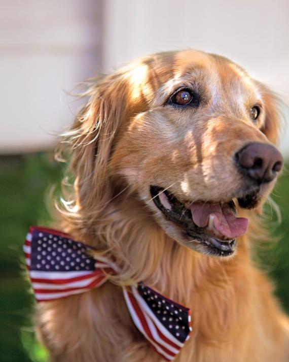 Patriotic Dog Bow Tie on a Golden Retriever will make the guests smile
