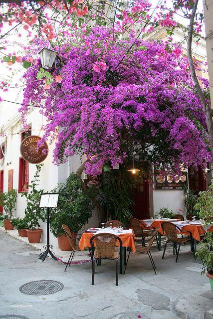 Cafe yard - with beautiful tree blossoms