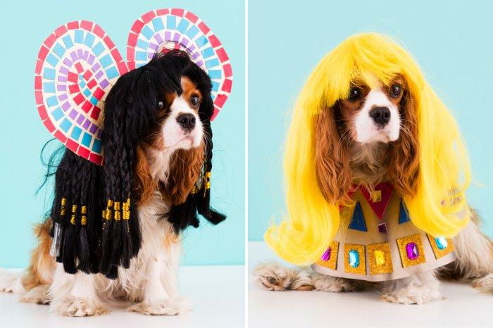 Halloween dog costumes - for small and large breeds