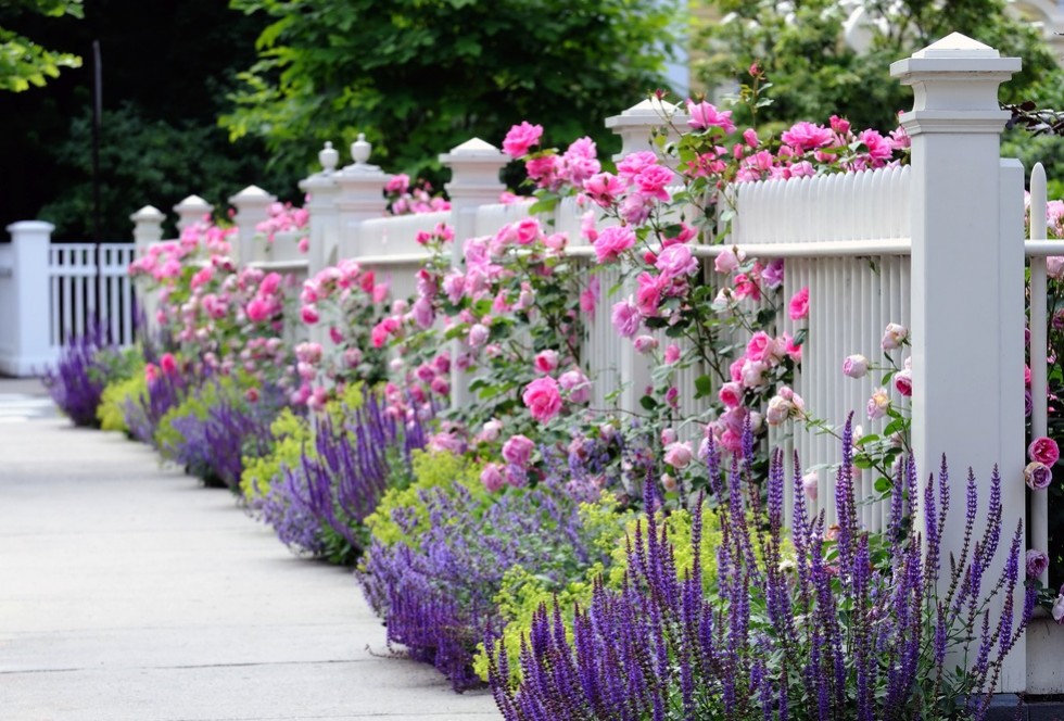 Garden fence