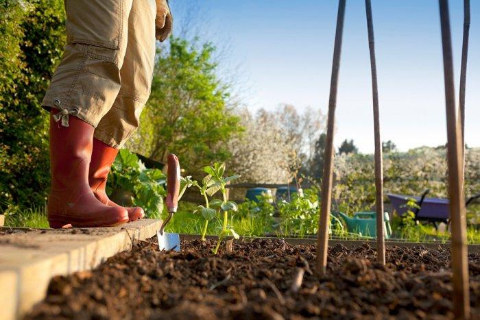 Growing plants