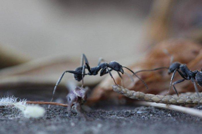 How To Get Rid of Ants in your Home