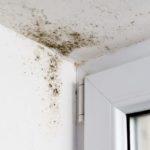 8 Warning Signs of the Presence of Mold in A Home 