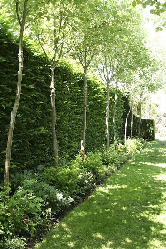 A Tall and Trimmed Hedge – Incorporating Nature Itself