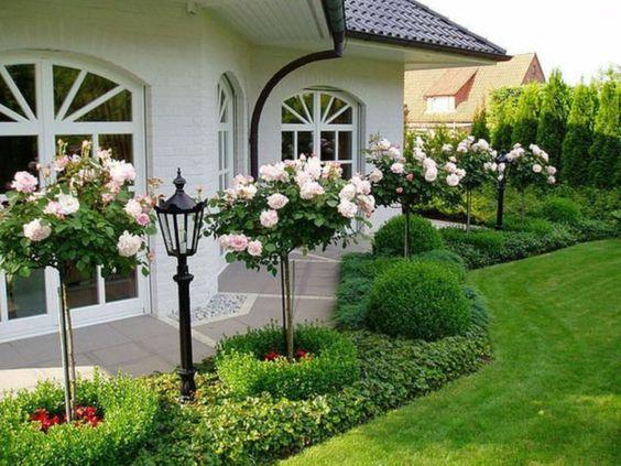 Rose Bushes - Front Yard Landscaping Ideas on a Budget