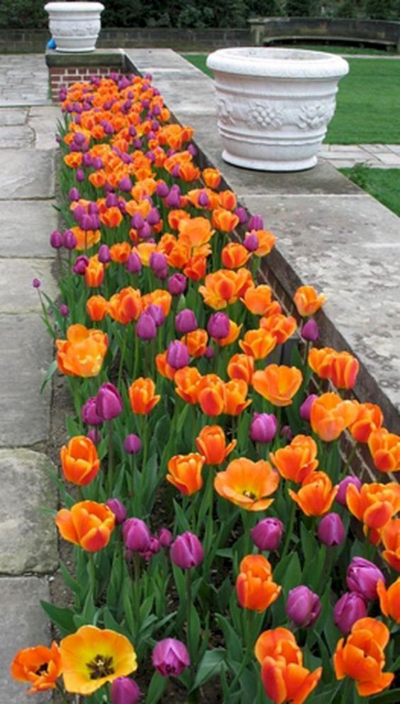 Terrific in Tulips – Gorgeous Garden Bed Ideas