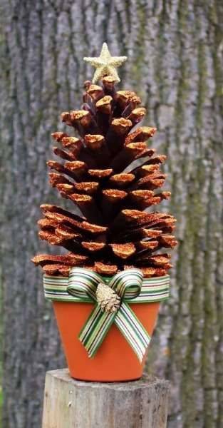 A Cute Pinecone - Growing it in a Pot