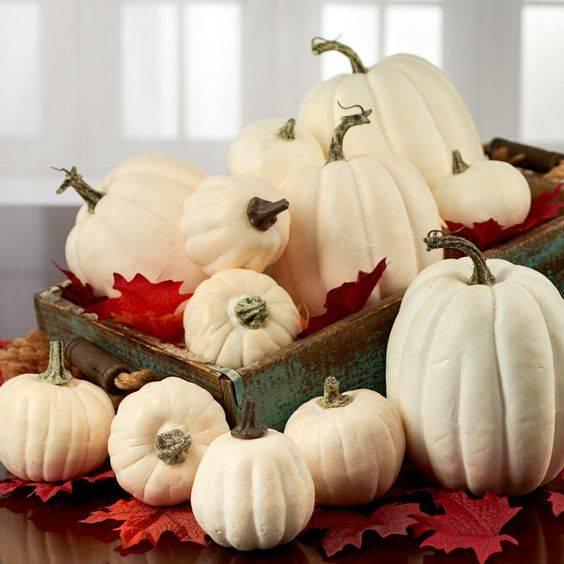 A Crate of Pumpkins - Traditional and Rustic