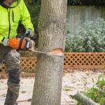 All About An Arborist Report