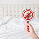 5 reasons to keep your house pest free