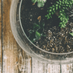 5 Ways Terrariums Breathe New Life Into Your Home