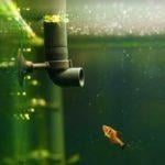 5 Tips For Keeping Your Fish Tank Clean