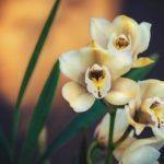 Key Tips For Buying Orchids From a Florist