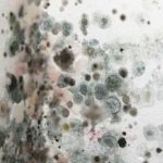 How to Recognize Mold Problems in San Francisco?