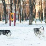 How To Set Up A Dog Park In Your Community