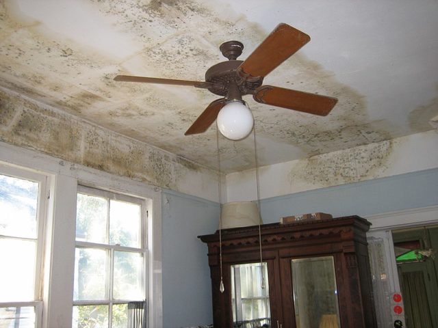 C:\Users\USER\Desktop\Files\writing job\The Vine Productions\New Client Job\October 2021\91492-0209CK\800px-Mold_on_Ceiling_on_House_on_Dublin_Street_New_Orleans_after_Katrina.jpg