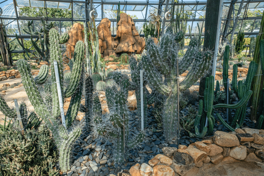 Conservatory with cacti
