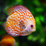 6 Easy Tips On How To Keep Your Aquarium Healthy And Thriving