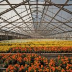 What Are The Benefits Of Having A Greenhouse And What Can You Grow There?