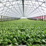 General Information on Commercial Greenhouse Farming