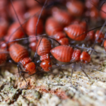 The Importance of Termite Inspections: All You Need to Know