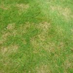 How to Combat Common Lawn Problems in the Winter Season