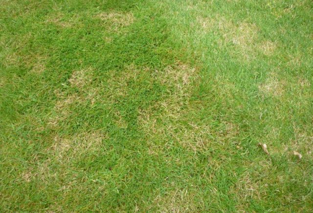 How to Combat Common Lawn Problems in the Winter Season | Founterior