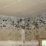 Spore Knowledge: Simple Facts About Mold Remediation That You Should Know