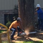 The Ultimate Guide to Tree Removal – Safe, Fast, and Easy