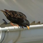 Is It Important to Get Bird Proofing For Your Gutter?