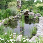 What does my pond need?