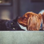 3 Tips For Keeping Your Home Clean With Inside Pets