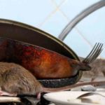 How to Remove Mice and Rodents from the Home