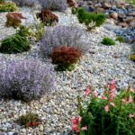 Creating a Fire-Resistant Garden: How to Safeguard Your Outdoor Space